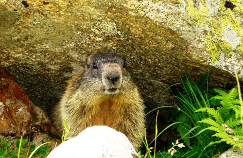 Marmot enjoying the shade of a rock below Hirzer/Punta Cervina